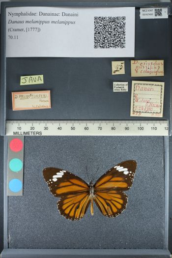 Media type: image;   Entomology 167450